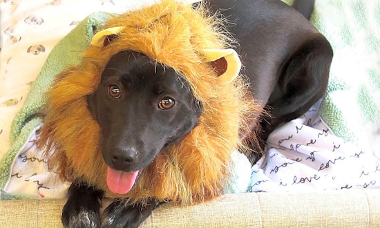 Always wanted a pet? Here are 6 cheeky pups to adopt now in Fort Worth