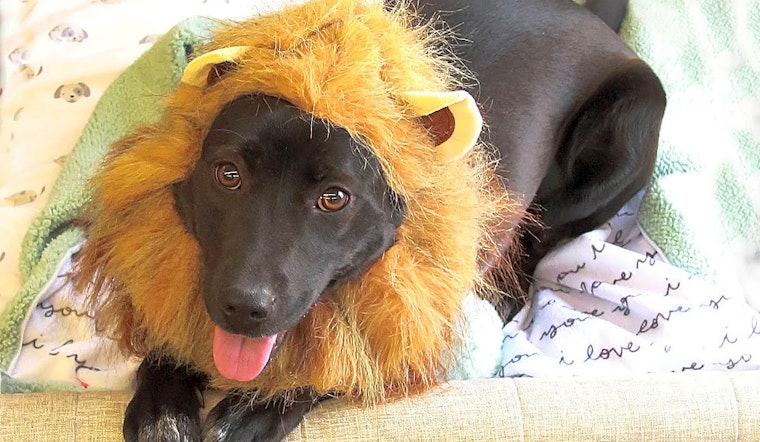 Always wanted a pet? Here are 6 cheeky pups to adopt now in Fort Worth
