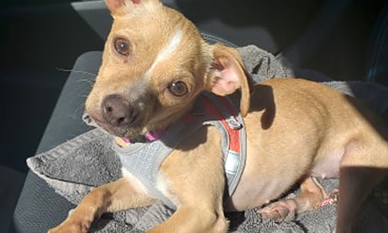 Want to adopt a pet? Here are 6 delightful doggies to adopt now in Plano