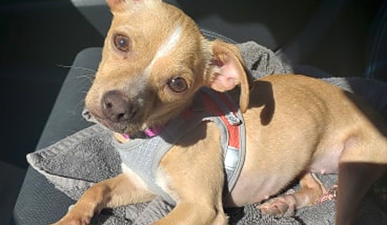 Want to adopt a pet? Here are 6 delightful doggies to adopt now in Plano