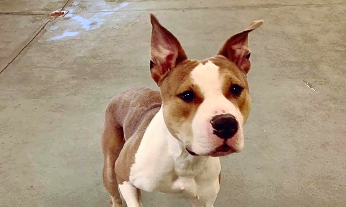 6 cuddly canines to adopt now in Indianapolis