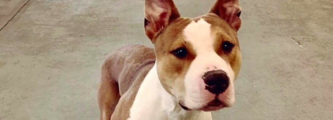 6 cuddly canines to adopt now in Indianapolis