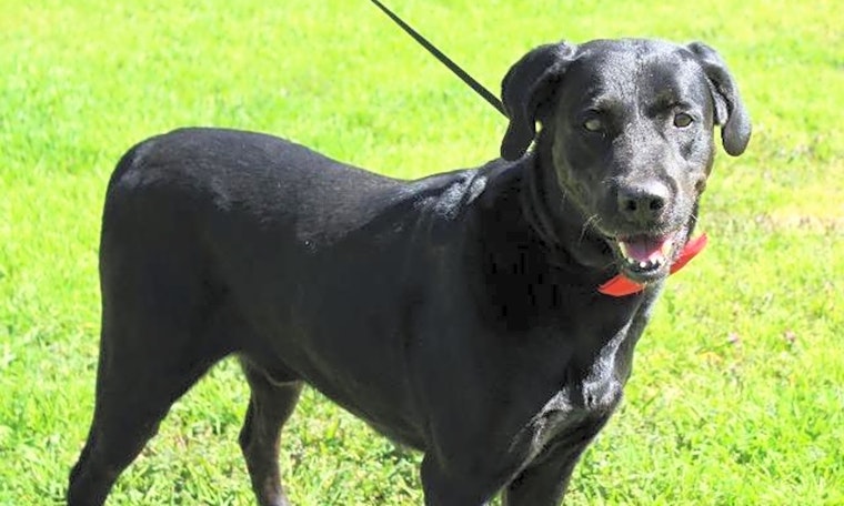 6 delightful doggies to adopt now in Arlington