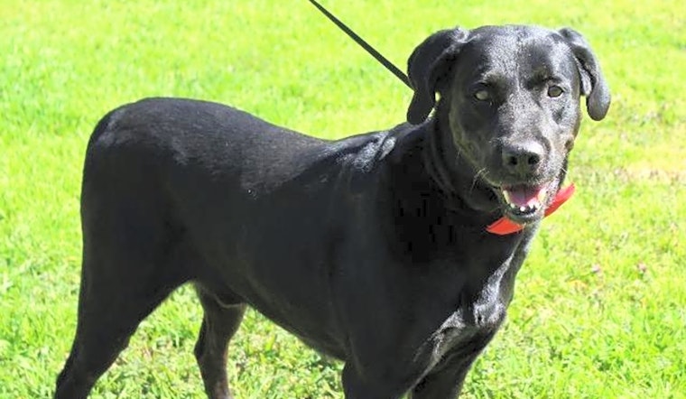6 delightful doggies to adopt now in Arlington