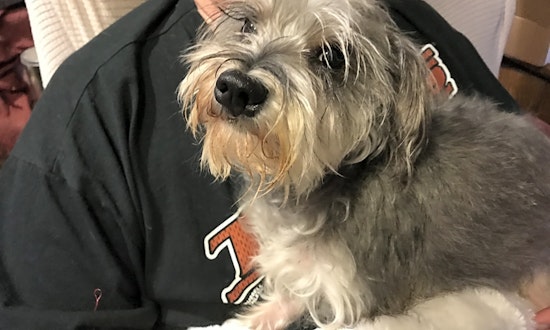 7 lovable pups to adopt now in Austin