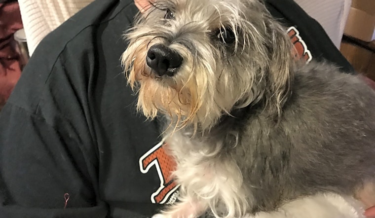 7 lovable pups to adopt now in Austin