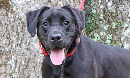 These Nashville-based doggies are up for adoption and in need of a good home