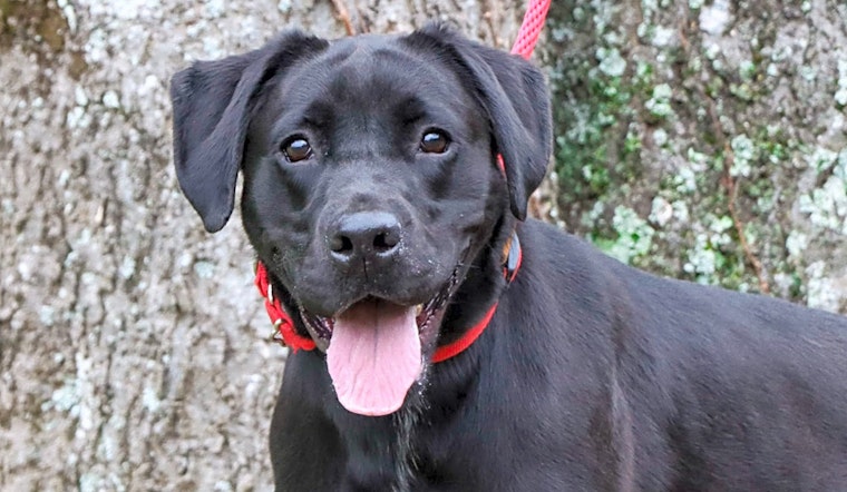 These Nashville-based doggies are up for adoption and in need of a good home