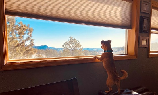 Always wanted a pet? Here are 7 precious pups ready to adopt now in Denver