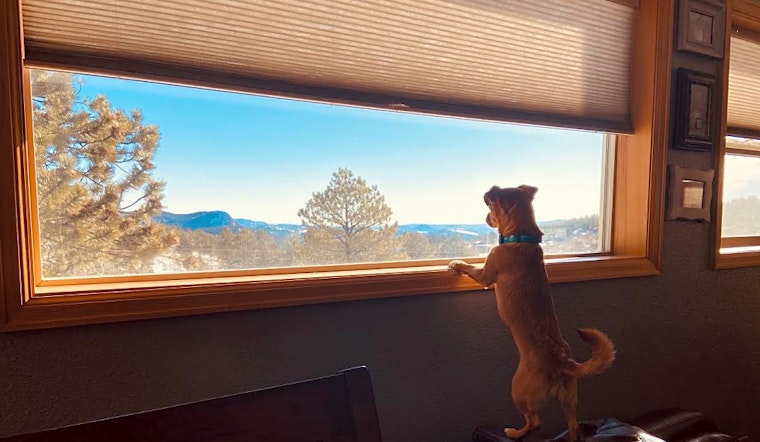Always wanted a pet? Here are 7 precious pups ready to adopt now in Denver