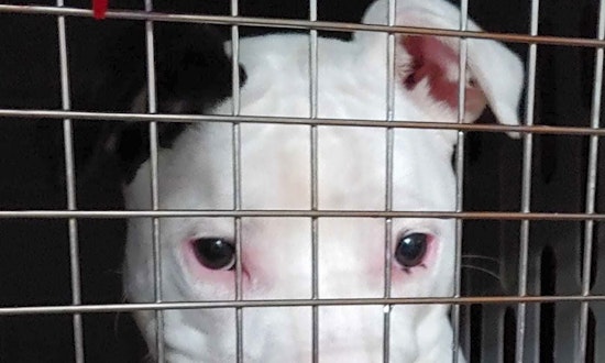 These Minneapolis-based puppies are up for adoption and in need of a good home