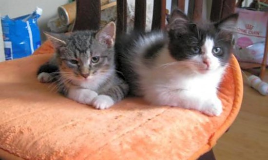 Looking to adopt a pet? Here are 3 cute-as-can-be kittens to adopt now in Saint Paul