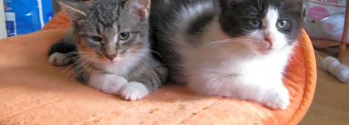 Looking to adopt a pet? Here are 3 cute-as-can-be kittens to adopt now in Saint Paul