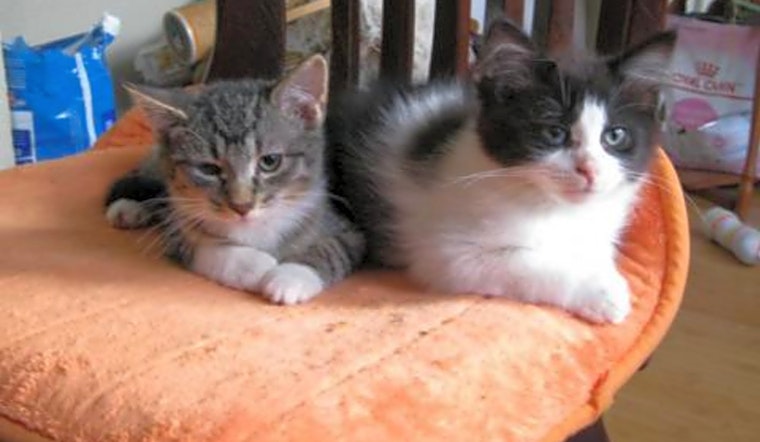 Looking to adopt a pet? Here are 3 cute-as-can-be kittens to adopt now in Saint Paul