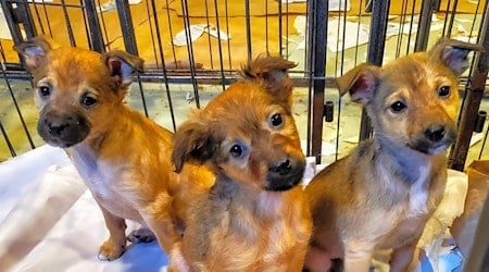These Chicago-based puppies are up for adoption and in need of a good home