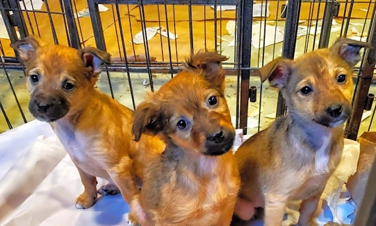 These Chicago-based puppies are up for adoption and in need of a good home