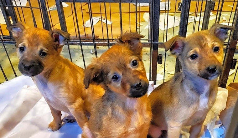 These Chicago-based puppies are up for adoption and in need of a good home