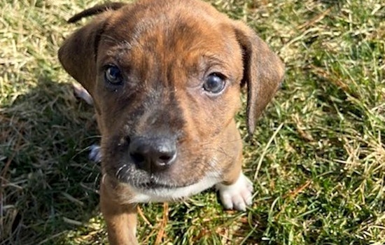 7 perfect puppies to adopt now in St. Louis