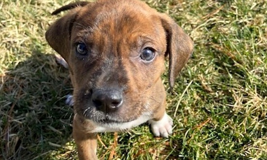 7 perfect puppies to adopt now in St. Louis