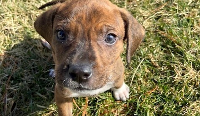 7 perfect puppies to adopt now in St. Louis