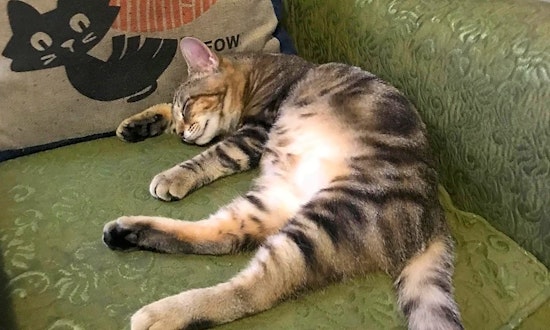 5 cool cats ready to adopt now in Aurora