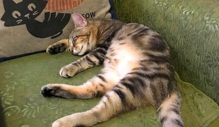 5 cool cats ready to adopt now in Aurora