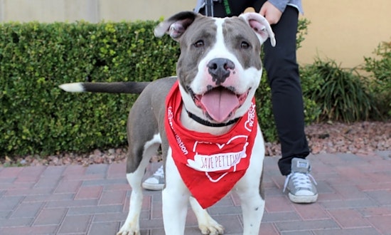 These Las Vegas-based doggies are up for adoption and in need of a good home