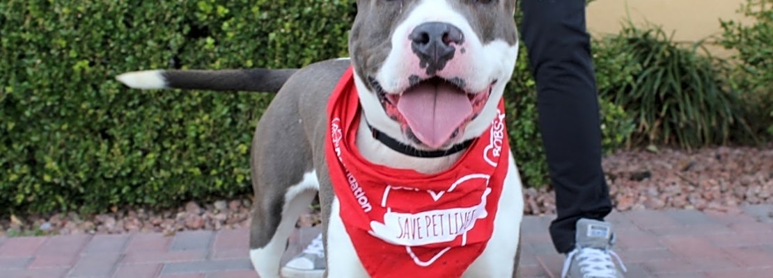 These Las Vegas-based doggies are up for adoption and in need of a good home