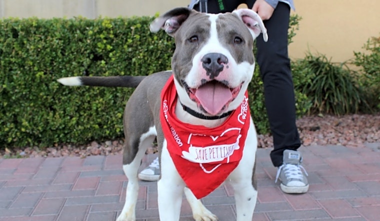 These Las Vegas-based doggies are up for adoption and in need of a good home