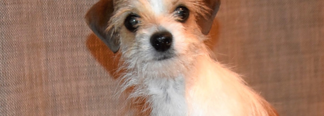 3 delightful doggies to adopt now in Henderson