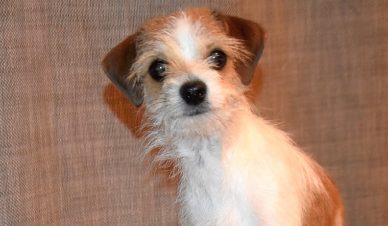 3 delightful doggies to adopt now in Henderson