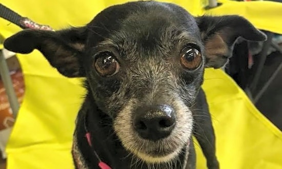 These Phoenix-based dogs are up for adoption and in need of a good home