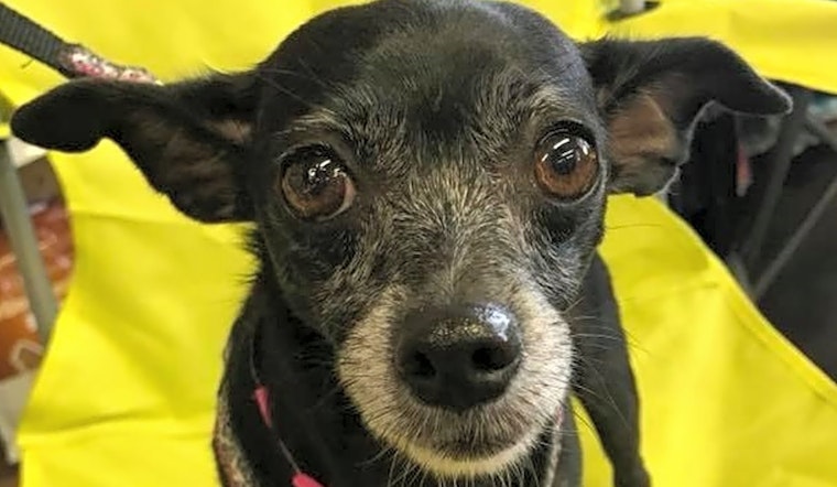 These Phoenix-based dogs are up for adoption and in need of a good home