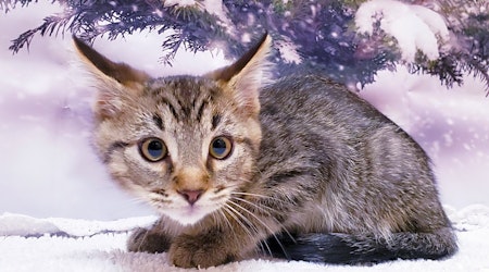 4 cuddly kittens to adopt now in Mesa