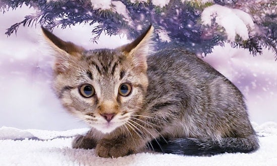 4 cuddly kittens to adopt now in Mesa
