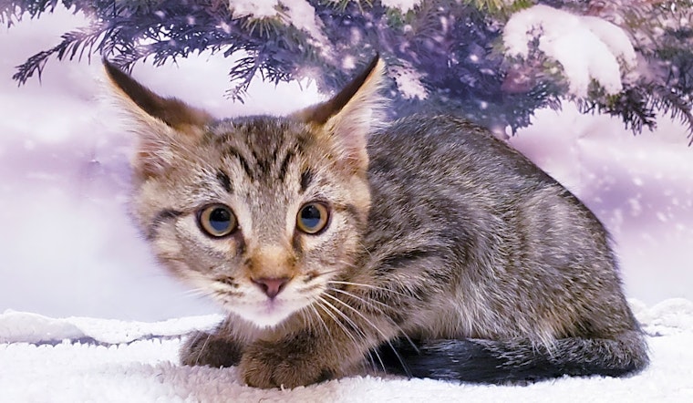 4 cuddly kittens to adopt now in Mesa