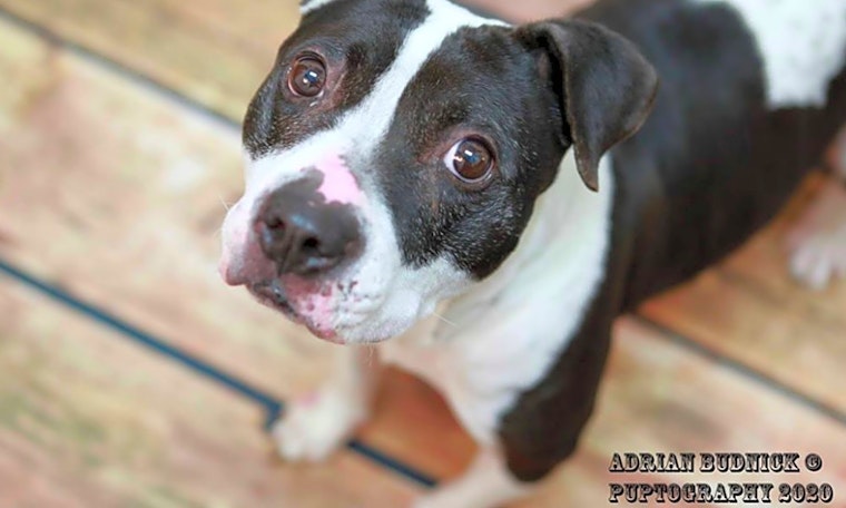 6 cuddly canines to adopt now in Los Angeles