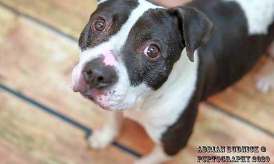 6 cuddly canines to adopt now in Los Angeles
