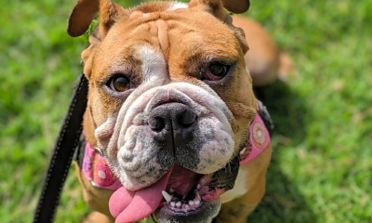 5 delightful doggies to adopt now in Santa Ana