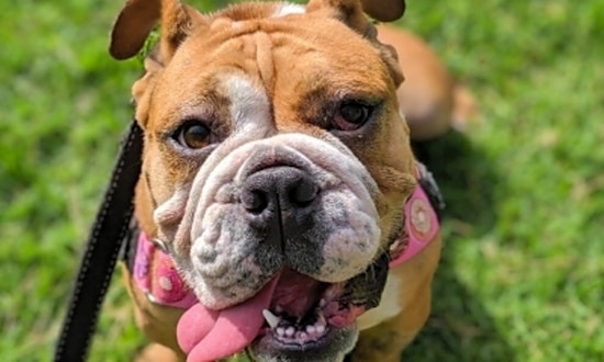 5 delightful doggies to adopt now in Santa Ana