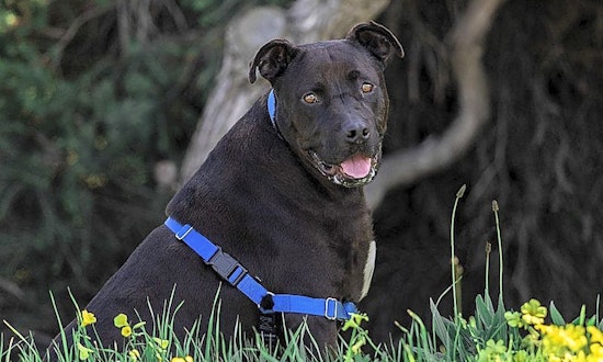 These Berkeley-based dogs are up for adoption and in need of a good home