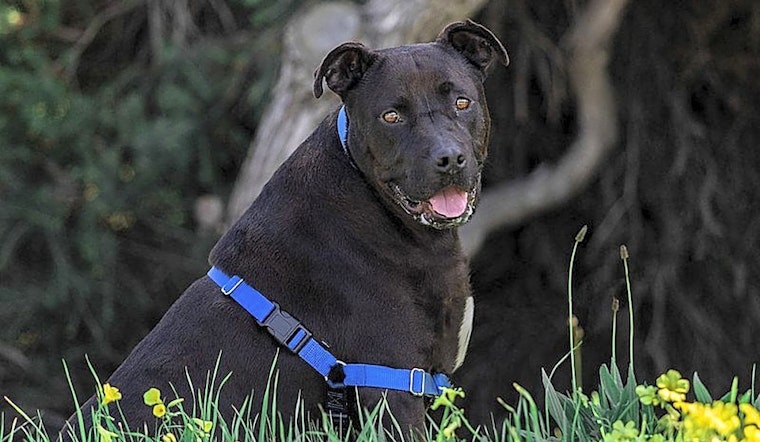 These Berkeley-based dogs are up for adoption and in need of a good home