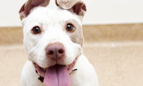 7 lovable pups to adopt now in Sacramento