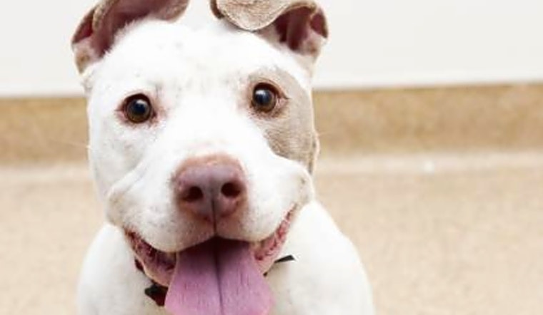 7 lovable pups to adopt now in Sacramento