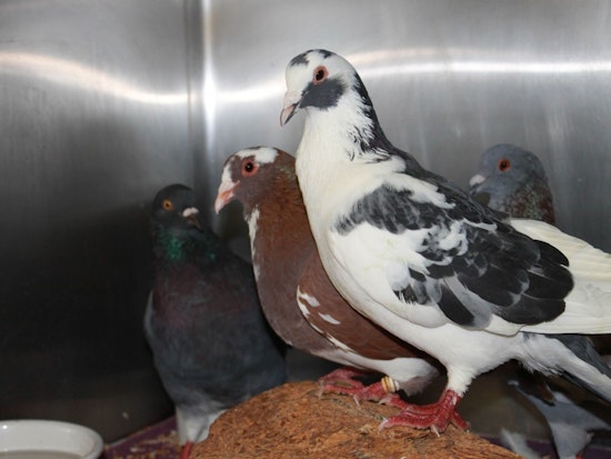 City rescues dozens of birds illegally dumped in Golden Gate Park
