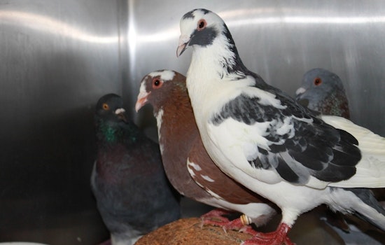 City rescues dozens of birds illegally dumped in Golden Gate Park