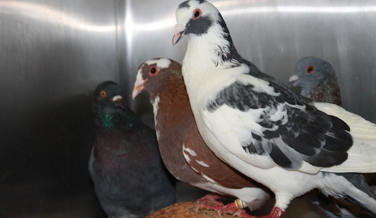 City rescues dozens of birds illegally dumped in Golden Gate Park