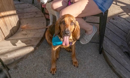 4 lovable pups ready to adopt now in Dallas