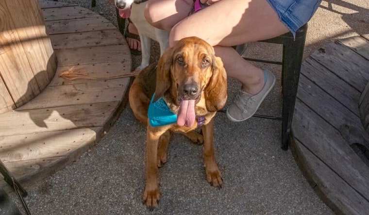 4 lovable pups ready to adopt now in Dallas
