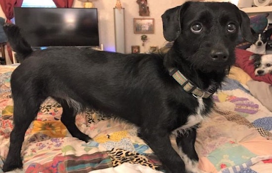 These Jacksonville-based doggies are up for adoption and in need of a good home